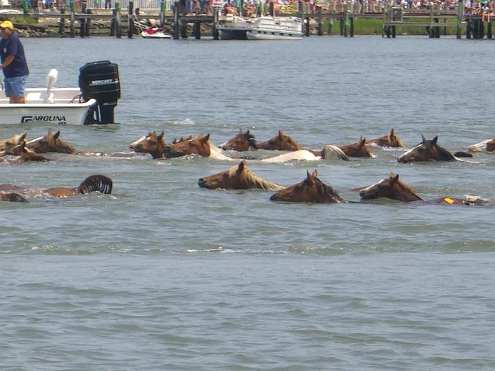 Chincoteague Pony Swim July 2007 052.JPG